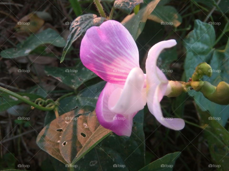 flower 2018-01-20 001 
#আমার_চোখে #আমার_গ্রাম #nature #flower 
#eukaryota #plantae #angiosperms #eudicots