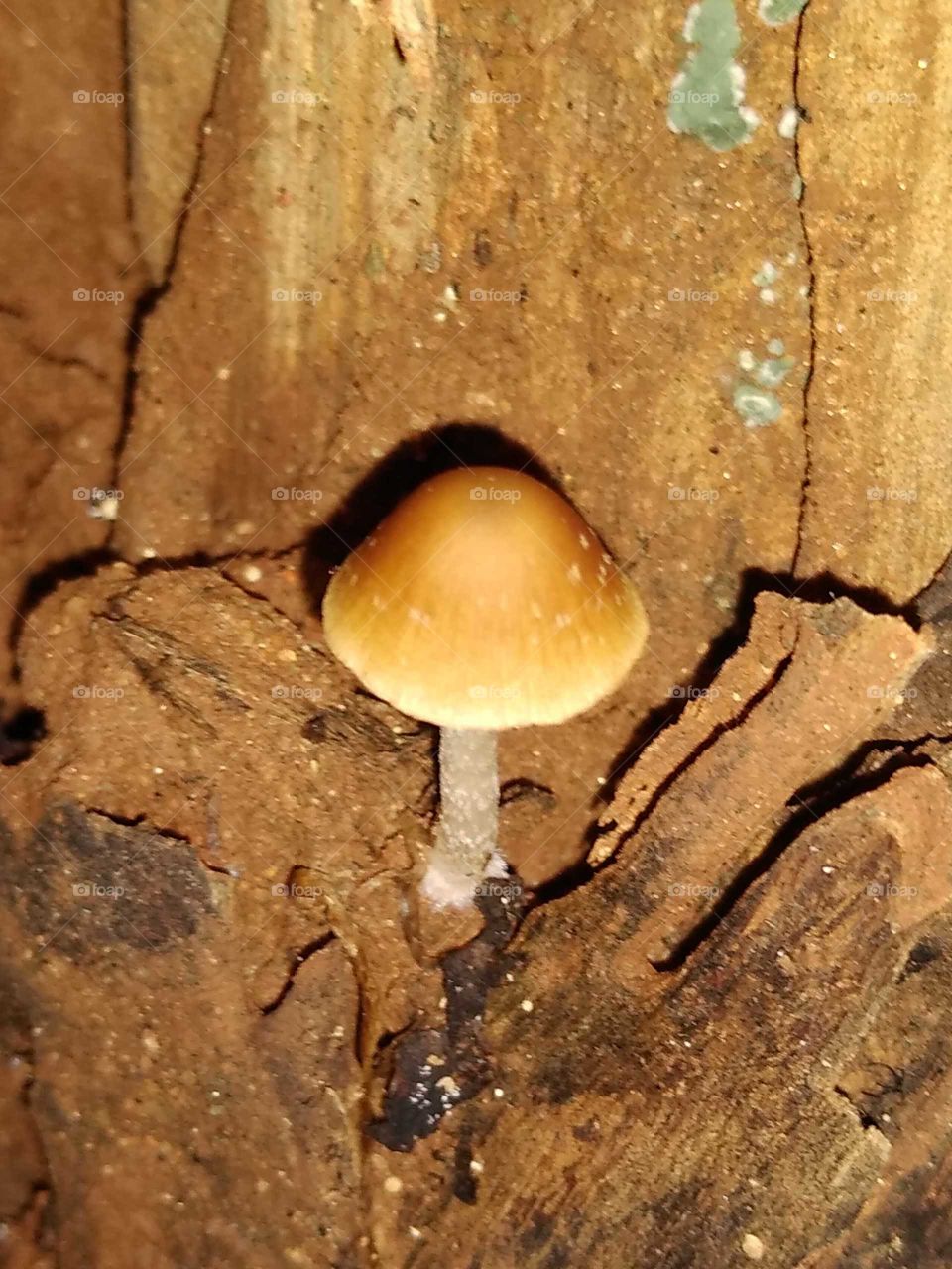 a mushroom on the dead wood