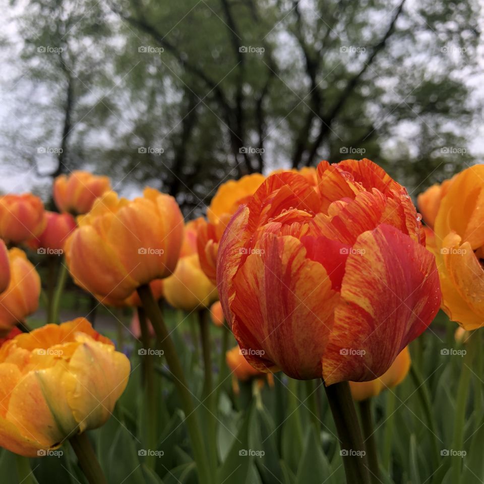 Orange Tulip Flowers at Washington Park Albany, New York