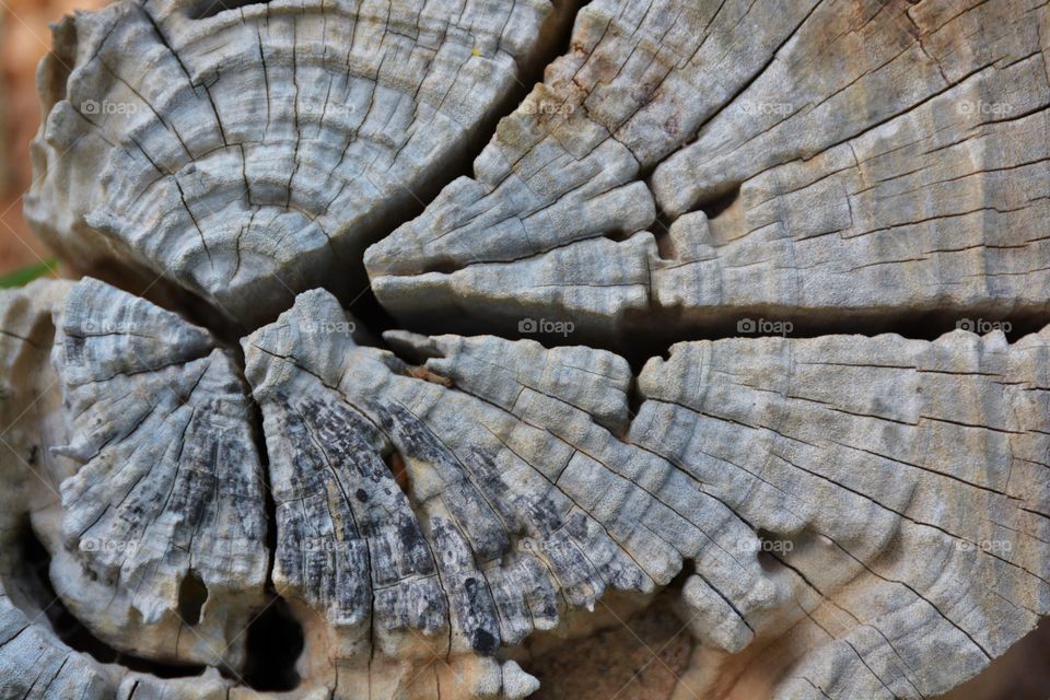 The textured surface on this wood has been caused by termites