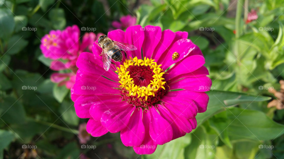 Bee on flower