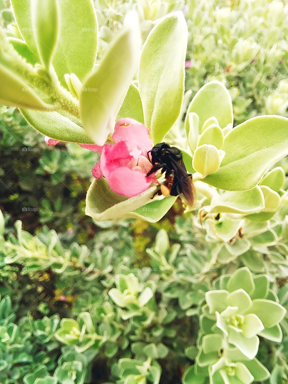 bee pollinating flower