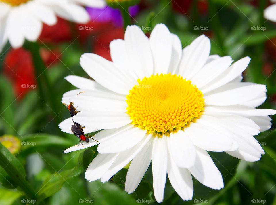 Yellow and white flower