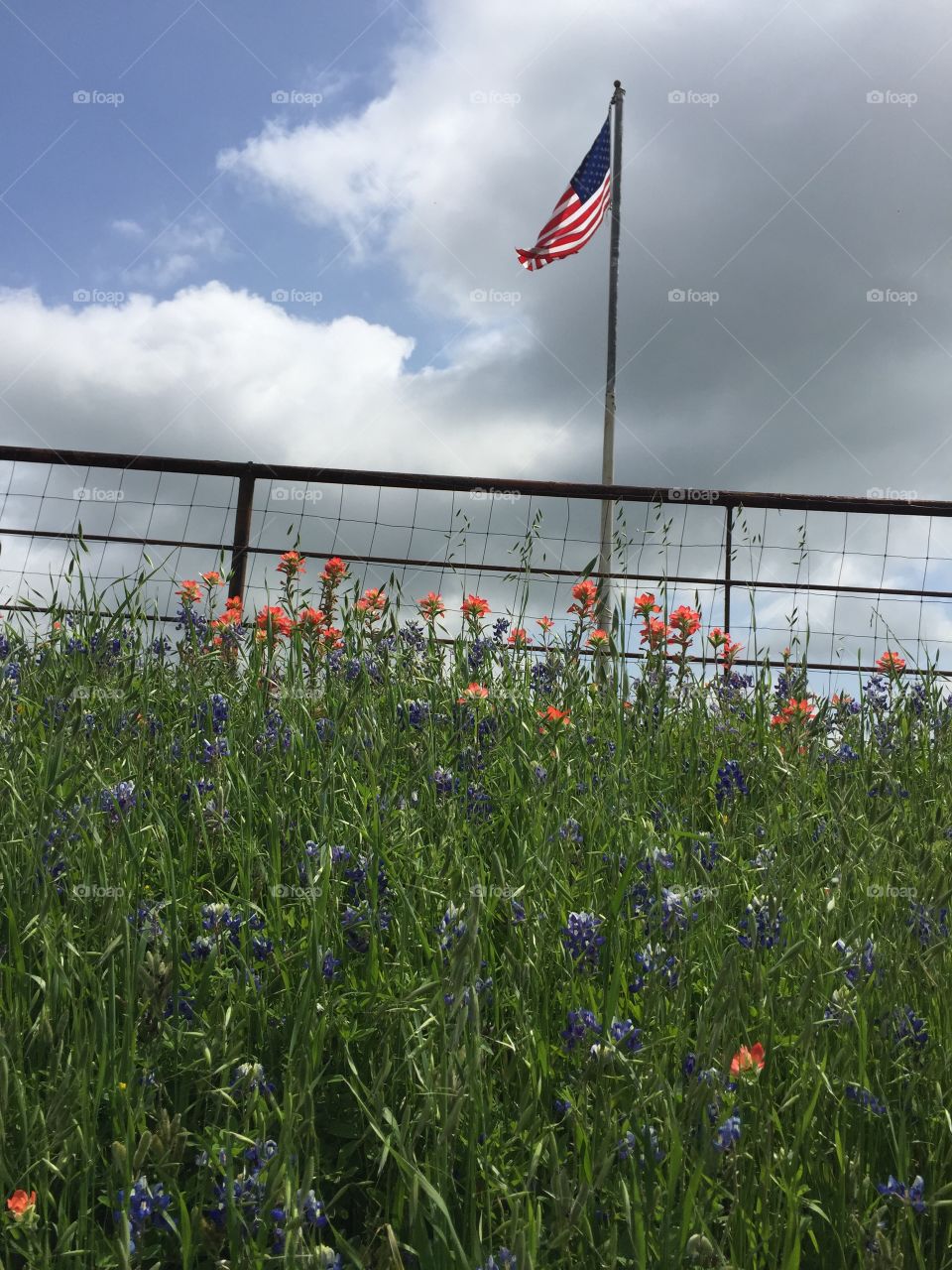 Texas Flag with Bluebonnets & Indian Paintbrushes 