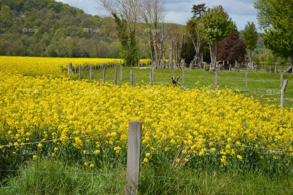 Canola Fields of France