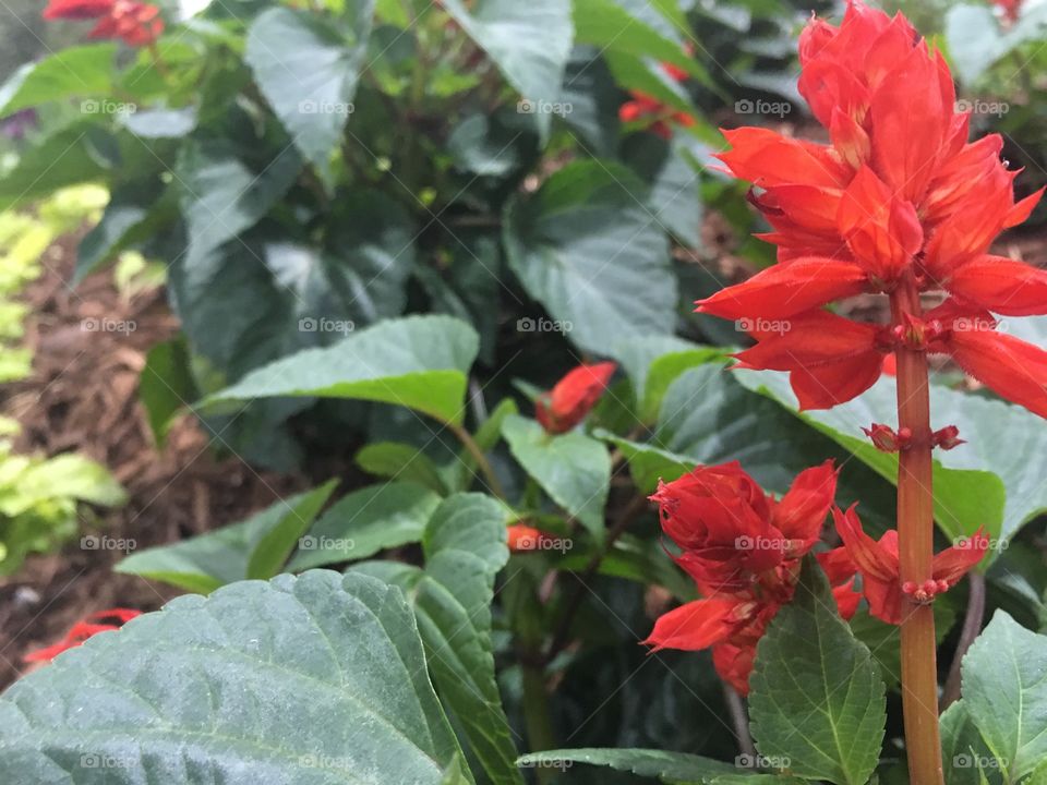 Close up of Red Salvia flowers with green leaves in the background.