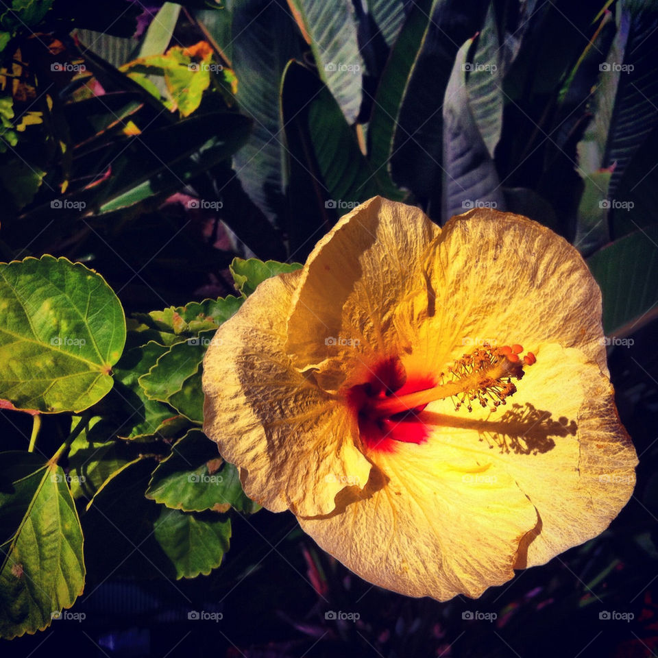 flowers flora fauna tropics by indiesmash
