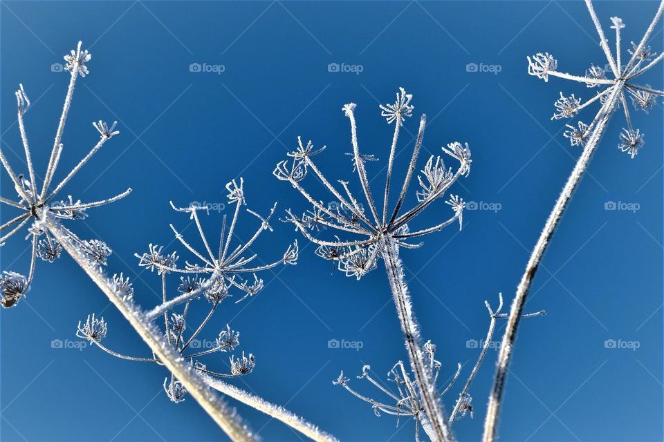 Flowered plant in the field covered with white frost layer on a sunny winter morning with blue sky