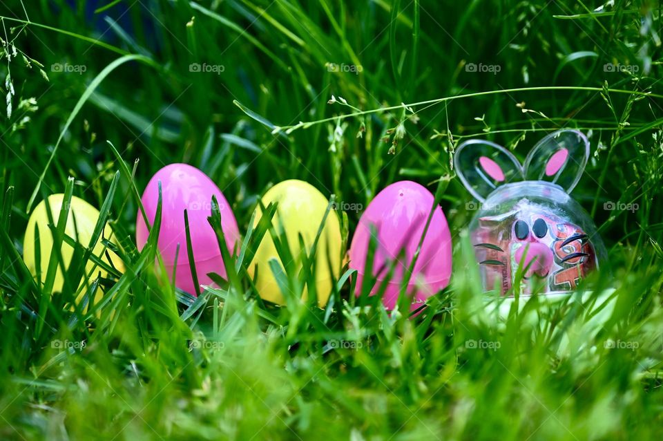 Egg bunny and it’s 4 colorful egg’s surrounded with green bushes of spring season 