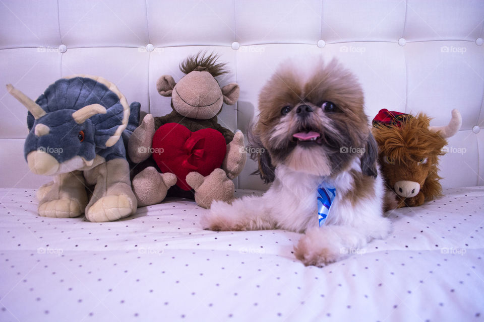 Adorable shih tzu dog with teddy bears