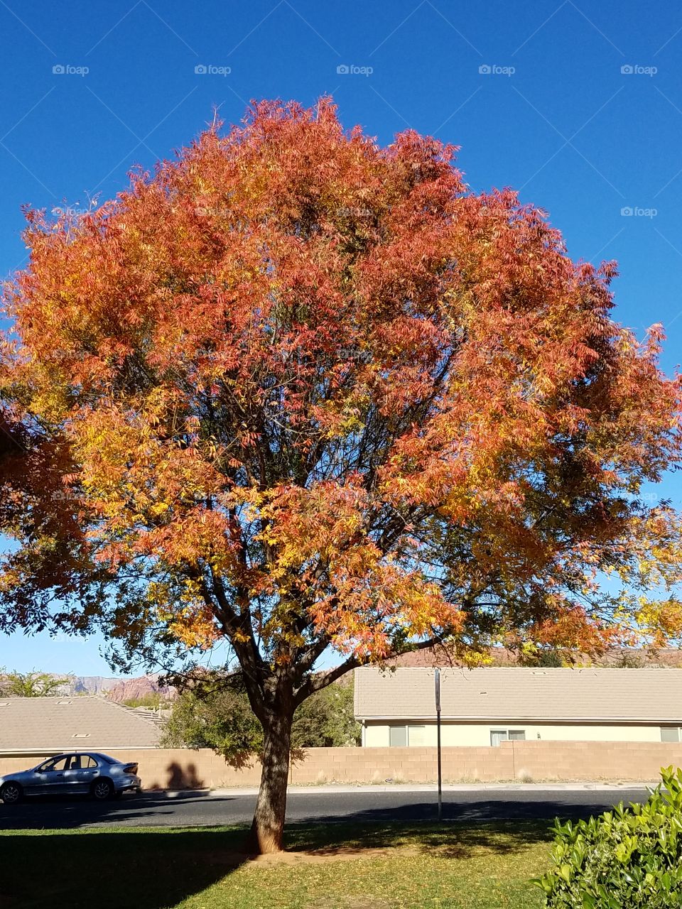 Autumn Leaves Southern Utah Trees