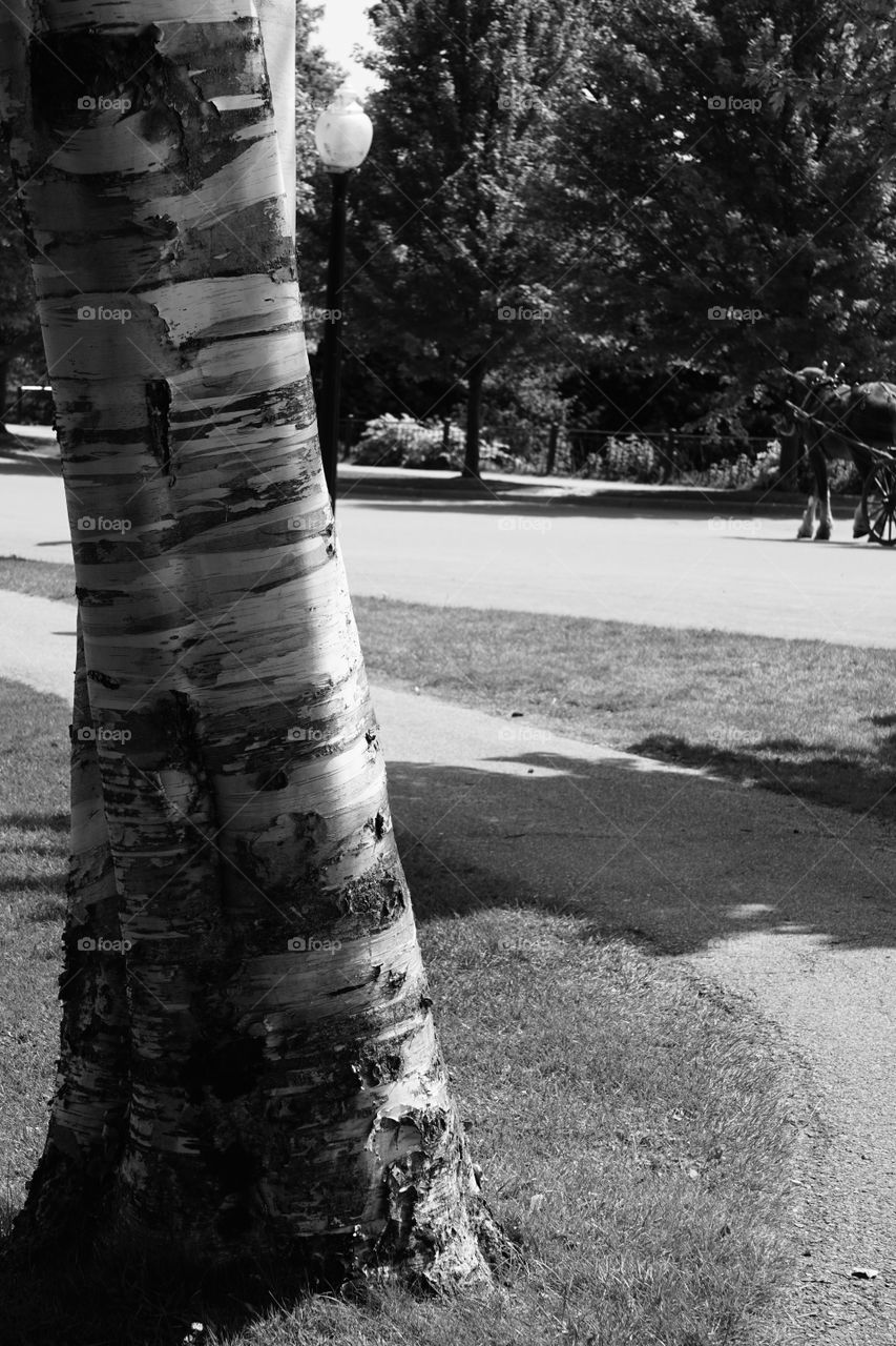 Black and white photograph; horse drawn carriage in background, tree bark in foreground. 