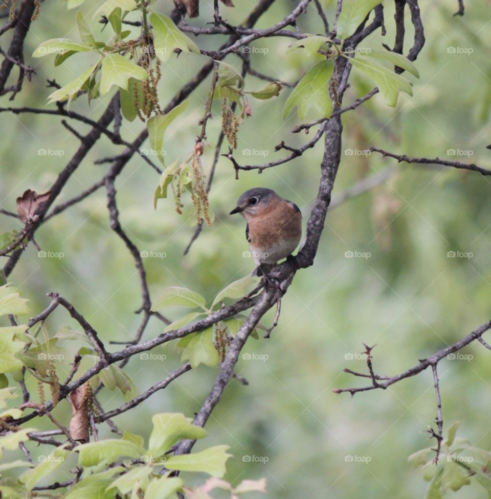 Beautiful Bluebird 