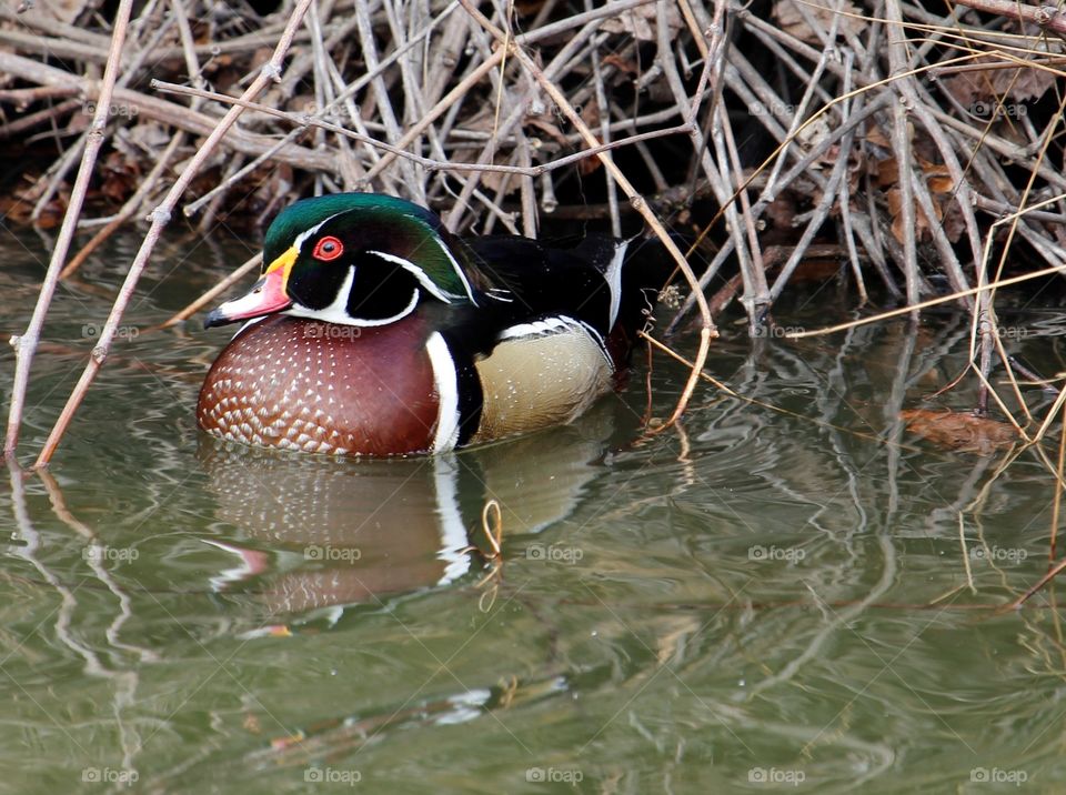 reflection of a duck in a pond