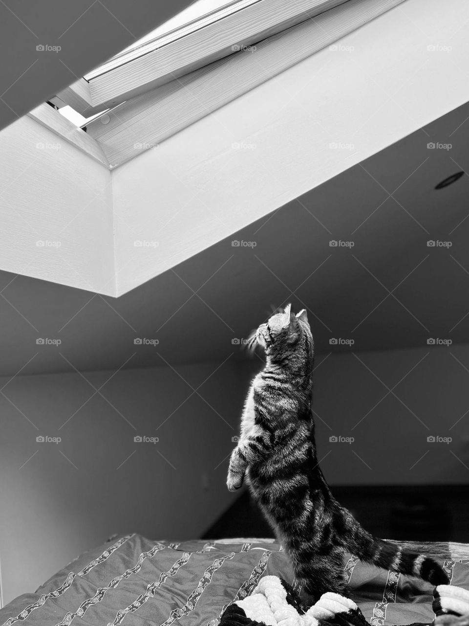 Straighten cat looking into opened window under roof