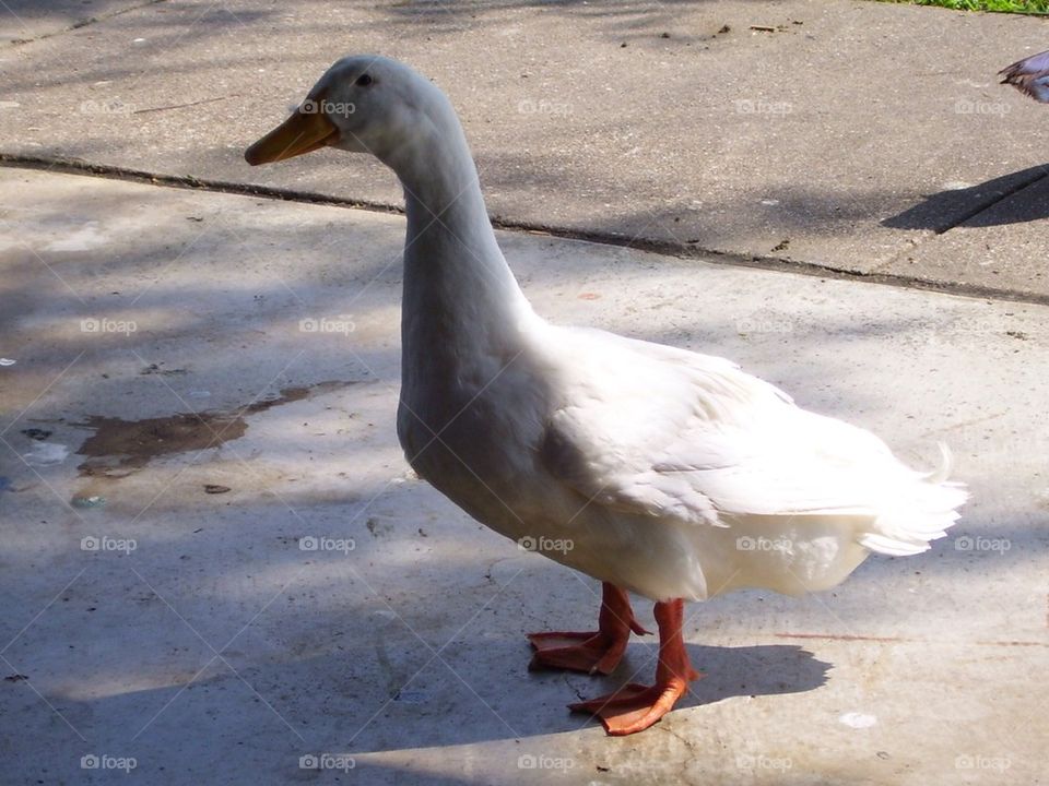 White duck