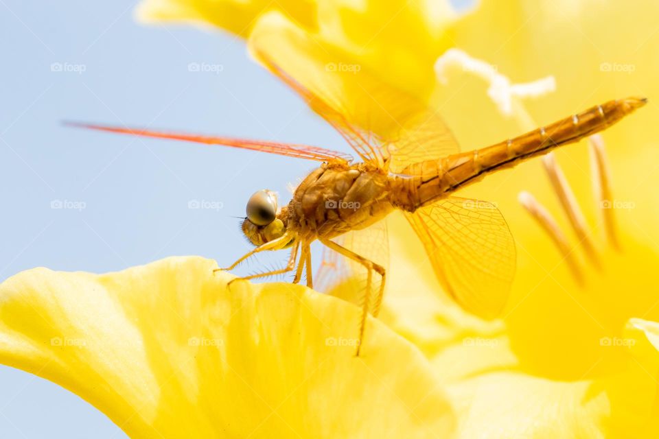 Beautiful Dragonfly