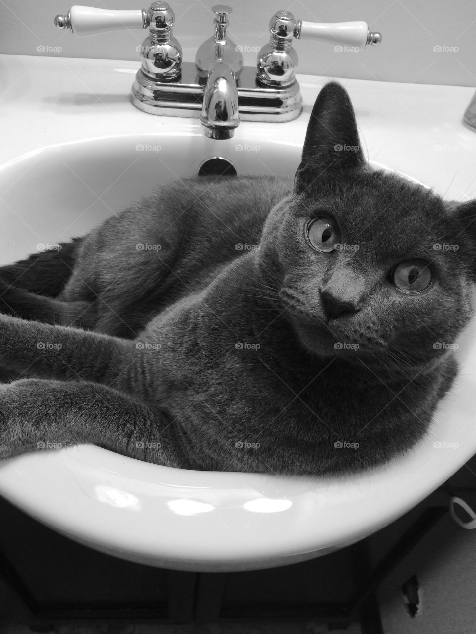 Chilling in the sink 