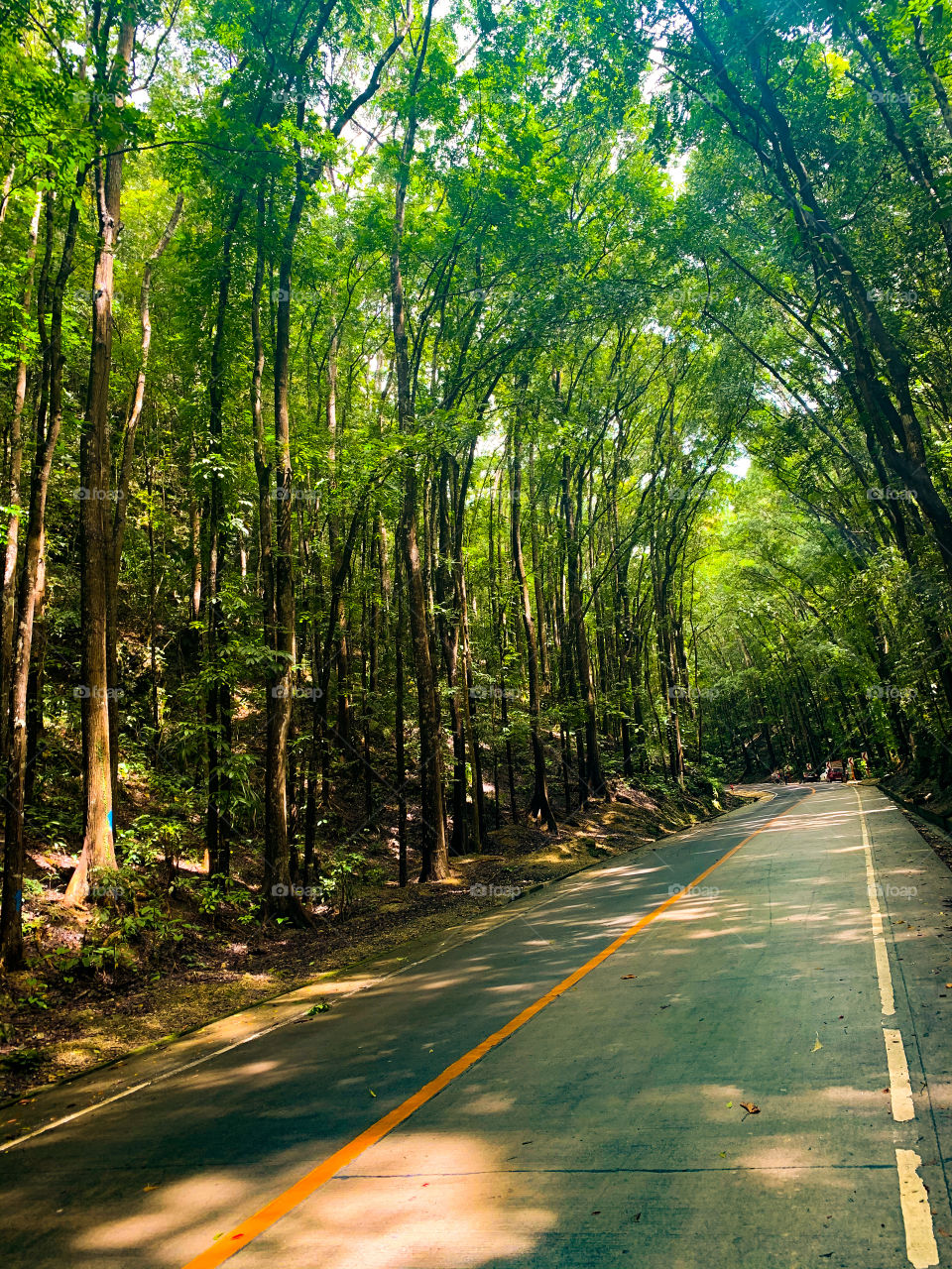 Road under the trees.