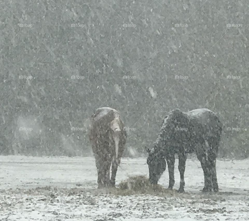Levi and 38 hunkering down and eating hay in our unexpected South Georgia Winter 2018 snow. 