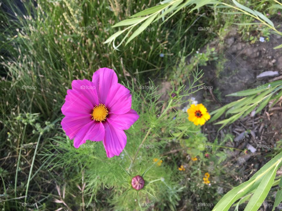 Flowers 🌺 🌹 💐🌼🌻🌸🍂