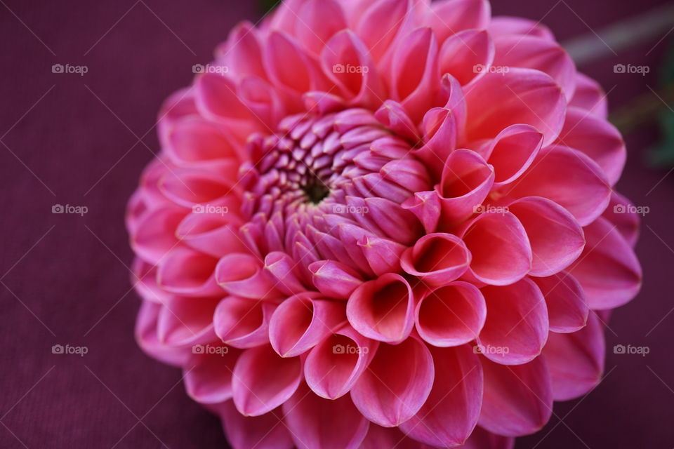 Candy Floss Pink Dahlia