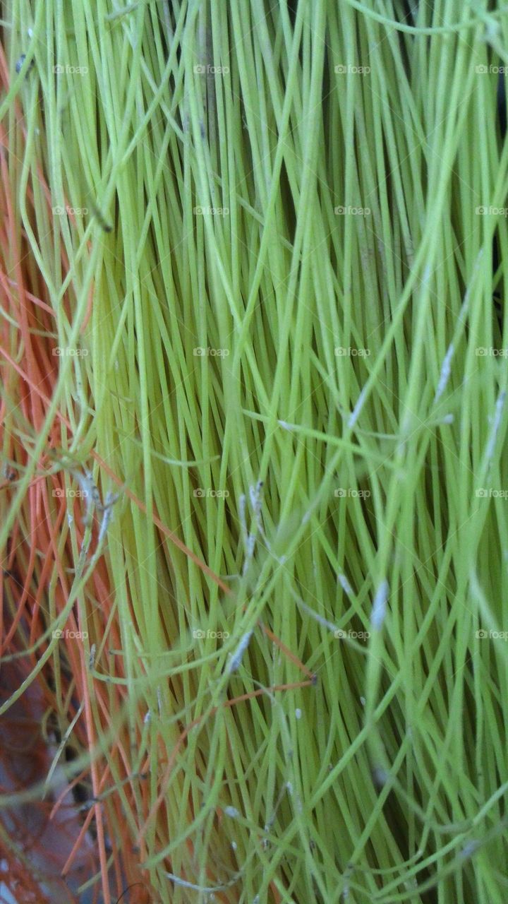 kenur thread like the roots of a banyan tree