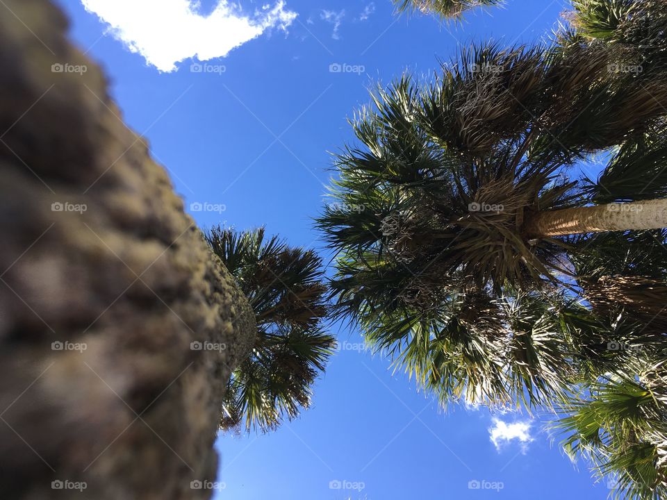 Looking up to palm trees 🌴