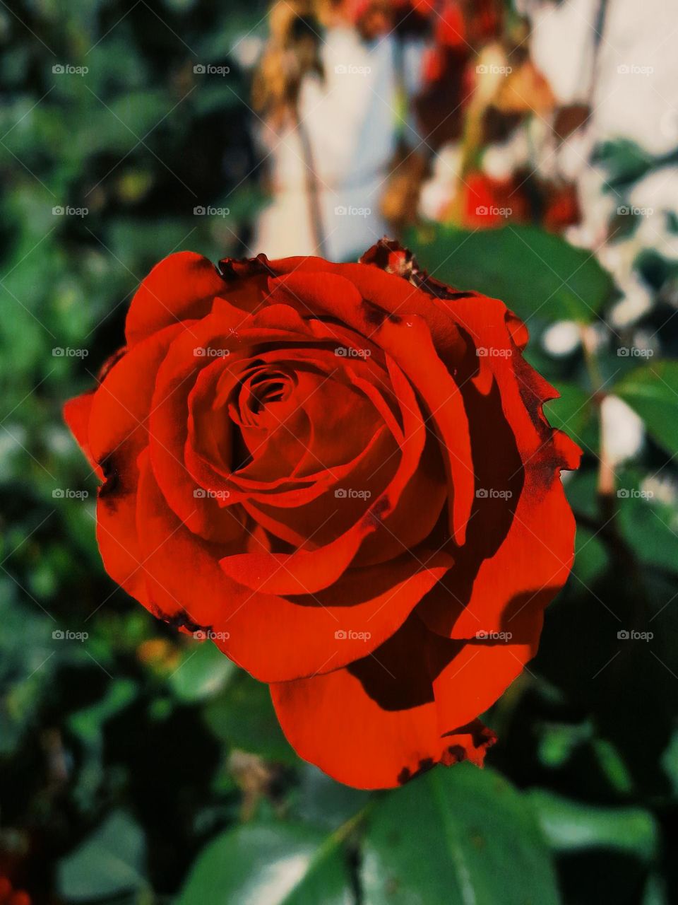 red rose