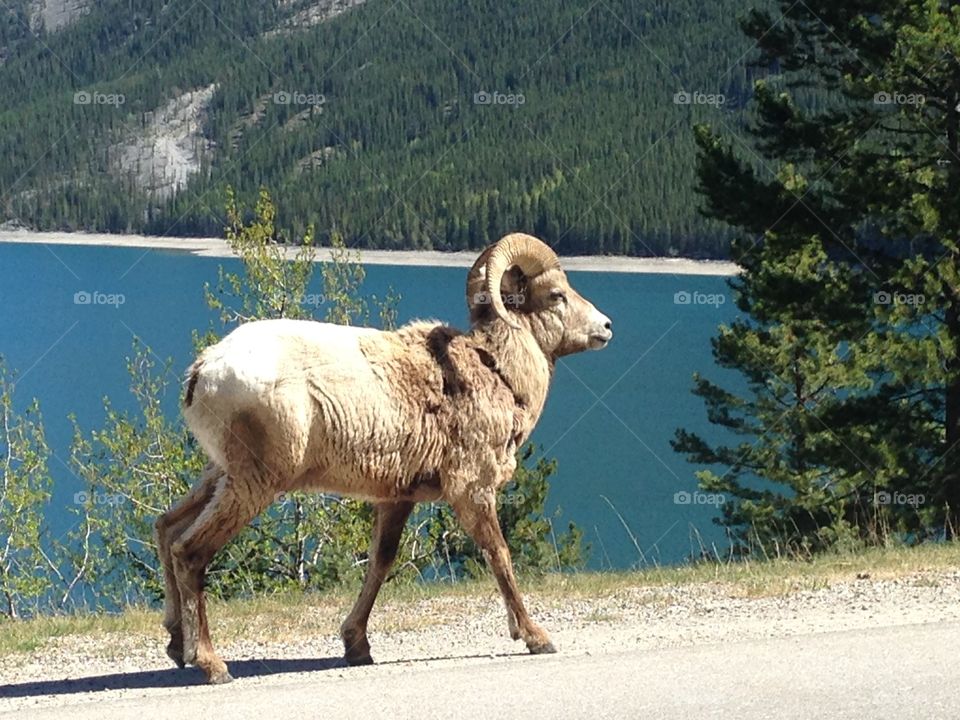 Mountain sheep with blue water