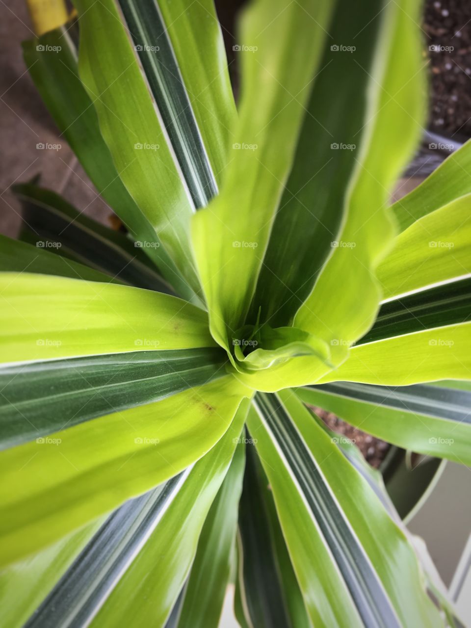 Close House Plant