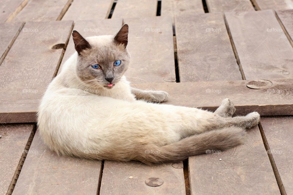 cat with blue eyes