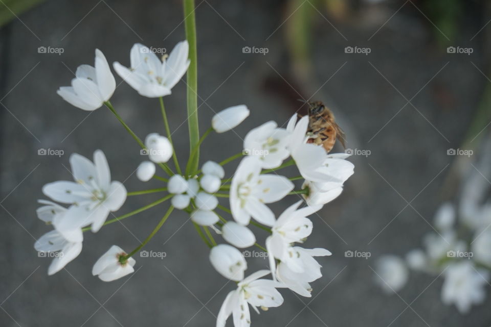 Daffodil Garlic with a Vee
Springs 
California  Flower