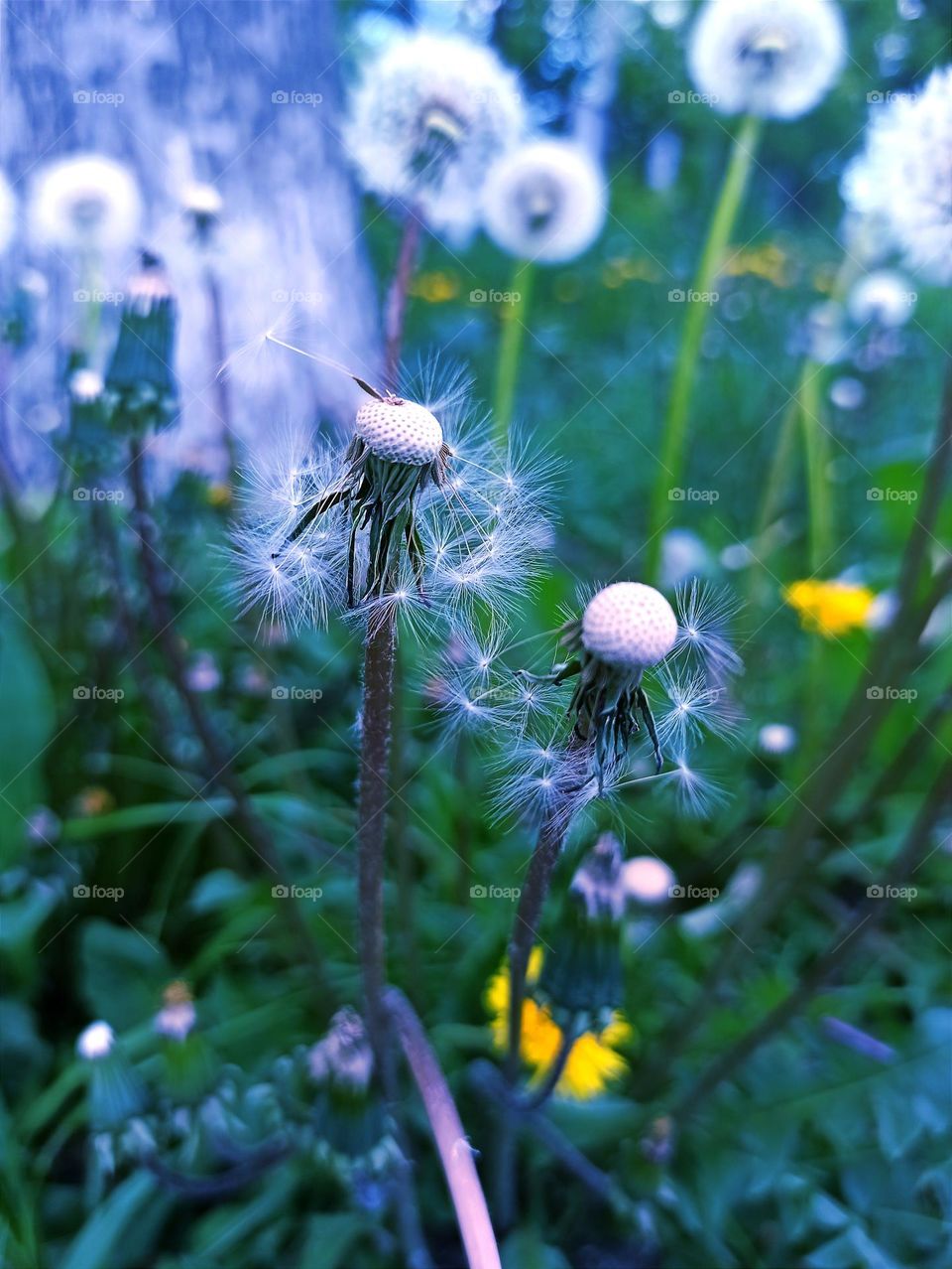 old age dandelions