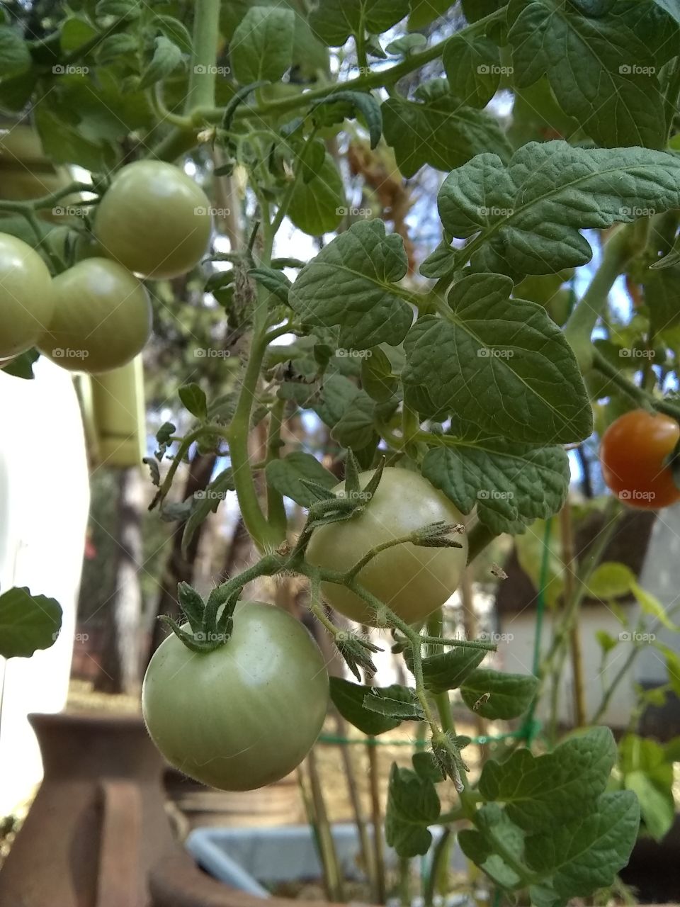 Tomato's growing on the vine