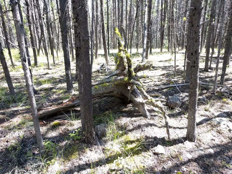 old fallen tree