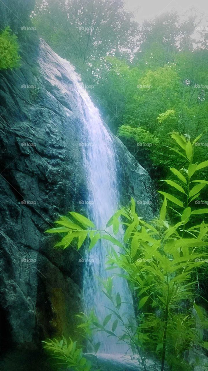 Waterfall cascading over a cliff of rock with trees in the background and a small green plant in the front.