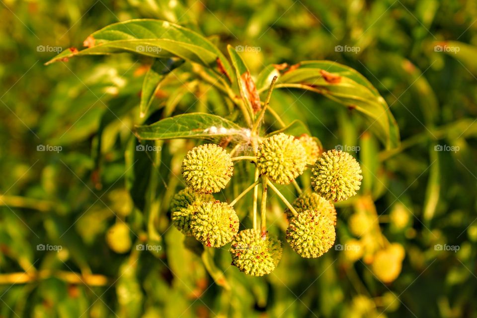 spider eggs Nature's Beauty