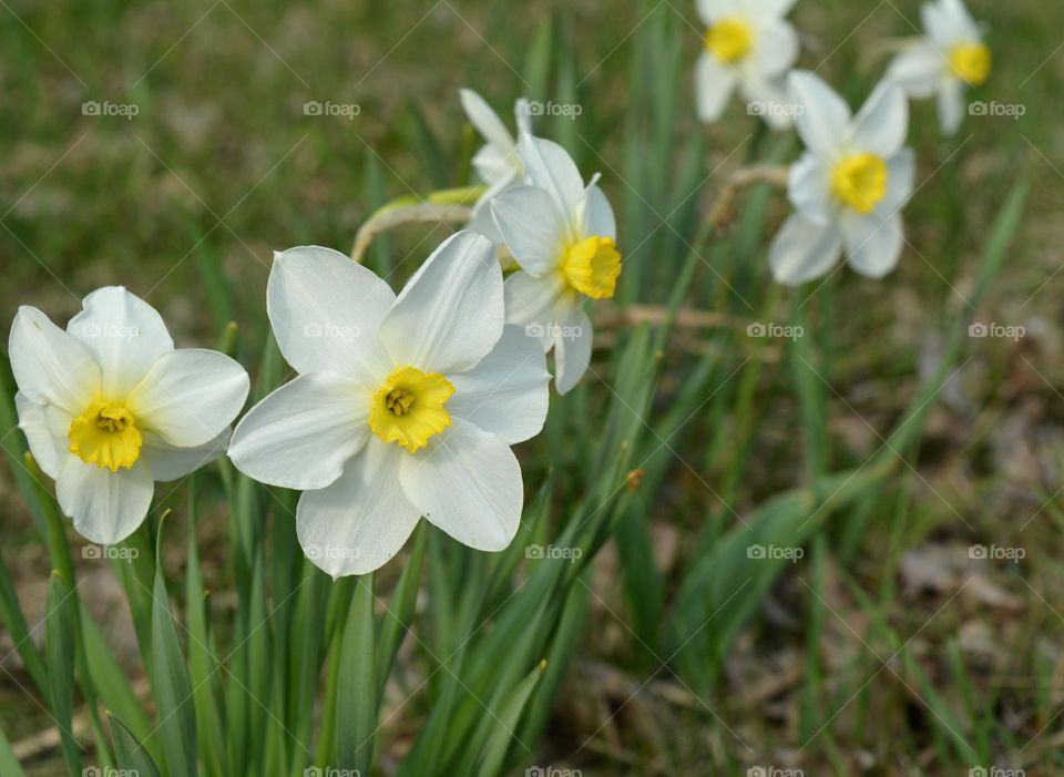 narcissus flowers spring nature