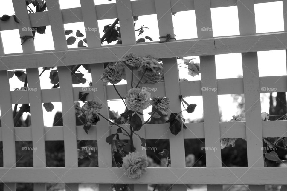 flowers b/w