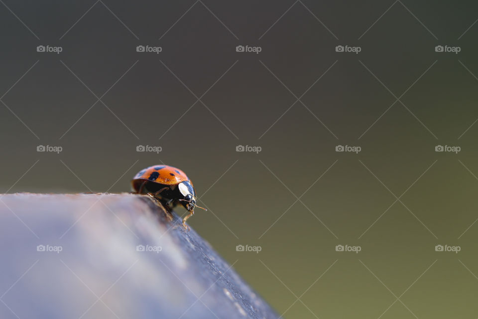 Ladybug on the fence post