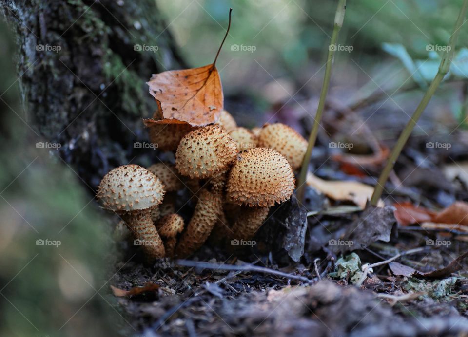 Autumn mushrooms in the forest