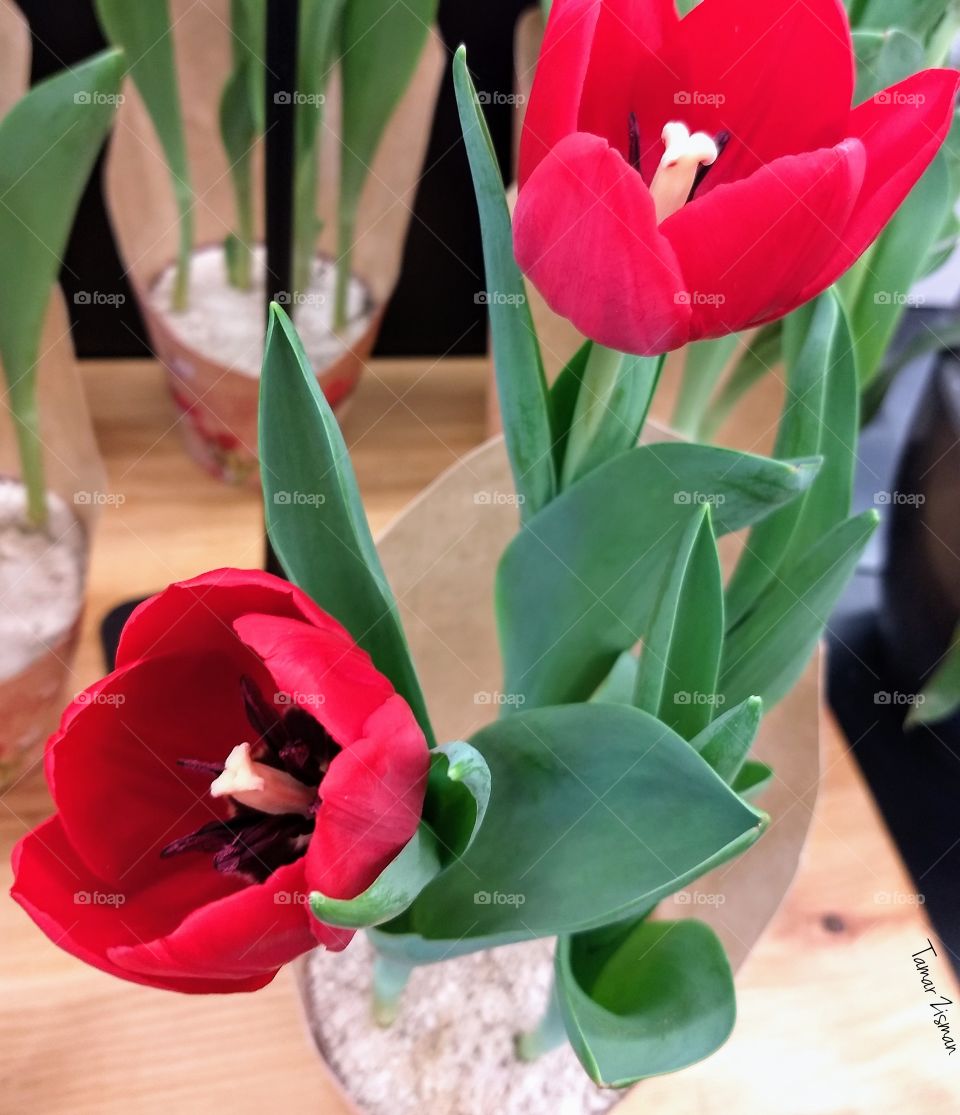 red Tulips