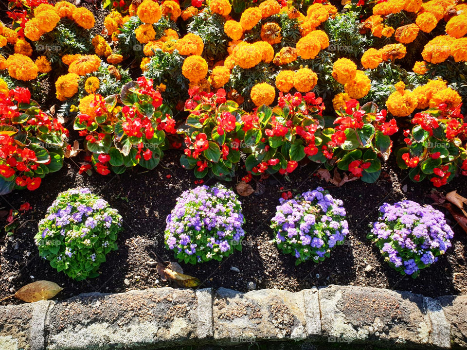 Colorful Flower Bed