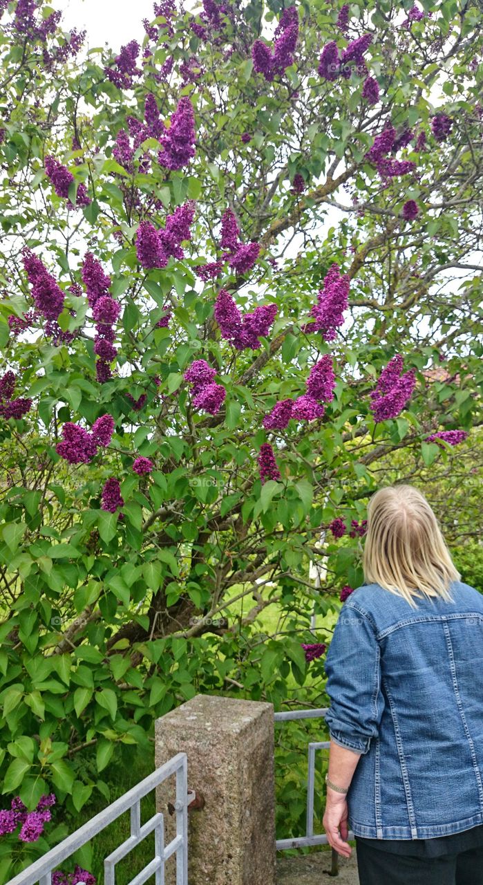 smells the lilacs . smells the lilacs 