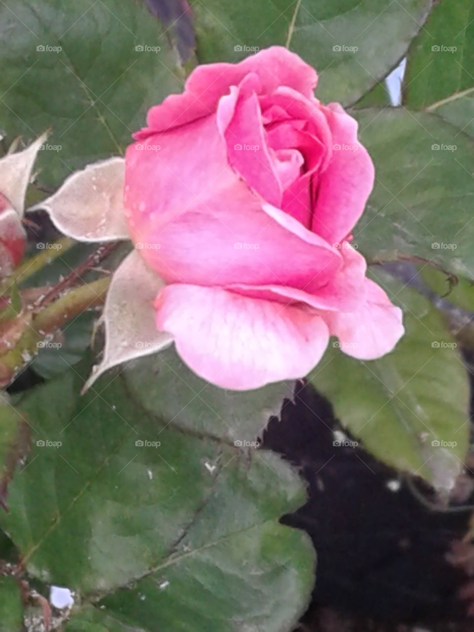 pink blooms in june