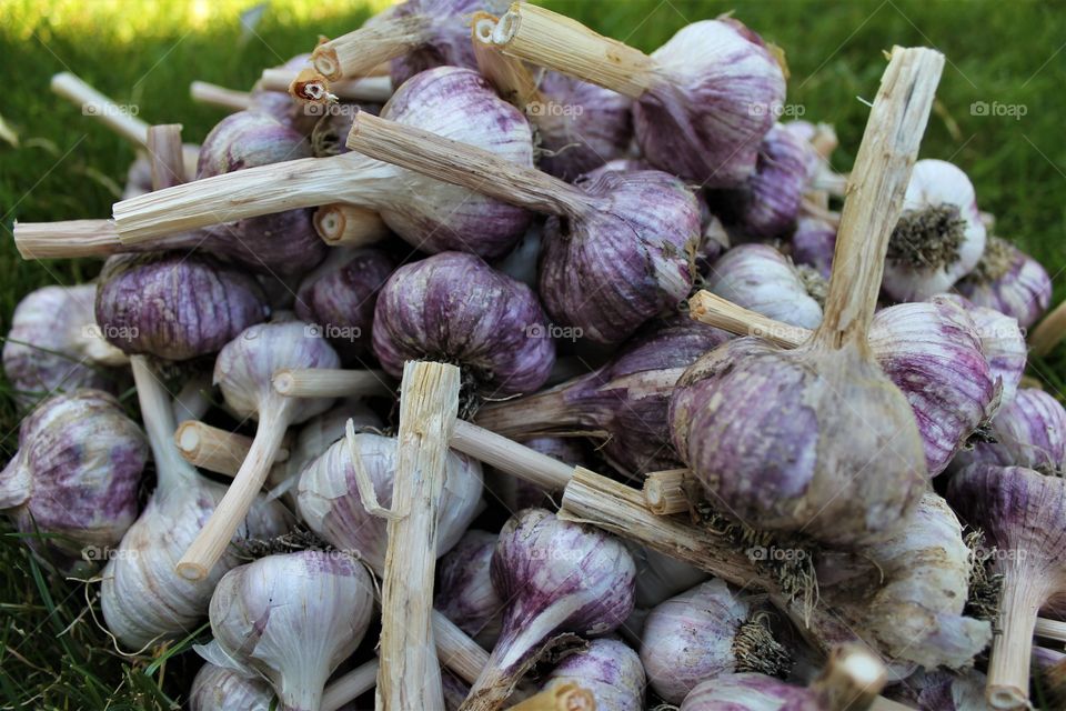 garlic harvest
