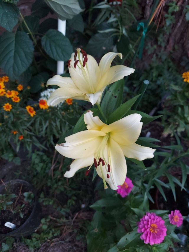 Flowers 💐!