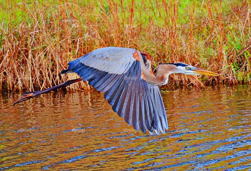 Common heron flying over lake