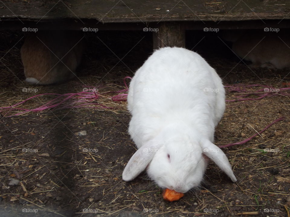 White Rabbit Eating A Carrot